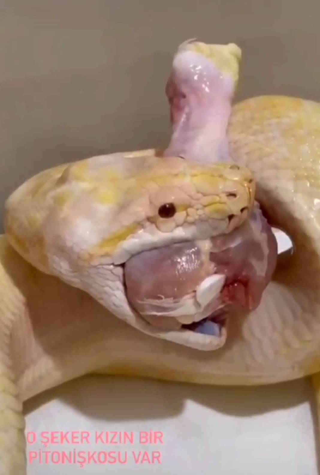 'Sanırım beni yeme hayali kuruyor' paylaşımı sonrası genç kadından şok haber! Eve giren yetkililer küçük dilini yuttu 10